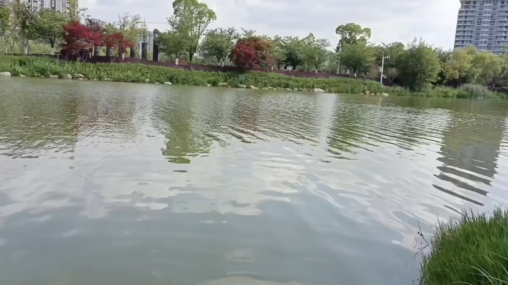 其实呀看见青树翠蔓心里就会平静,看见满湖绿水心里就会安宁.