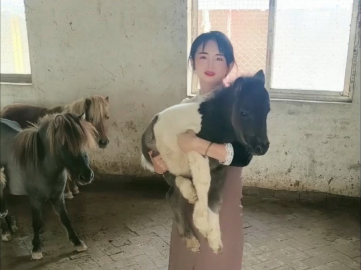 进口设特兰小矮马