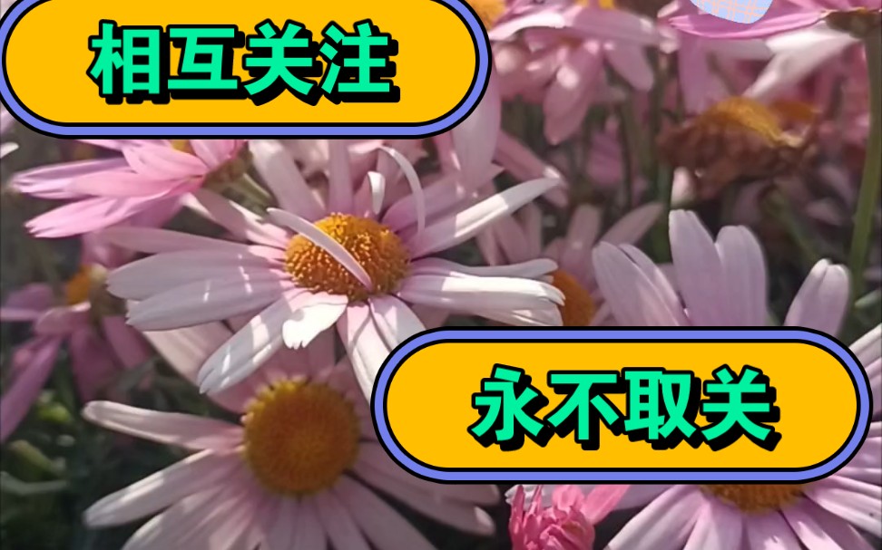 相互关注,永不取关,一起增加电磁力