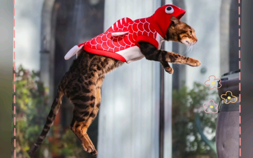 观复猫 布能豹 豹鱼式飞跃