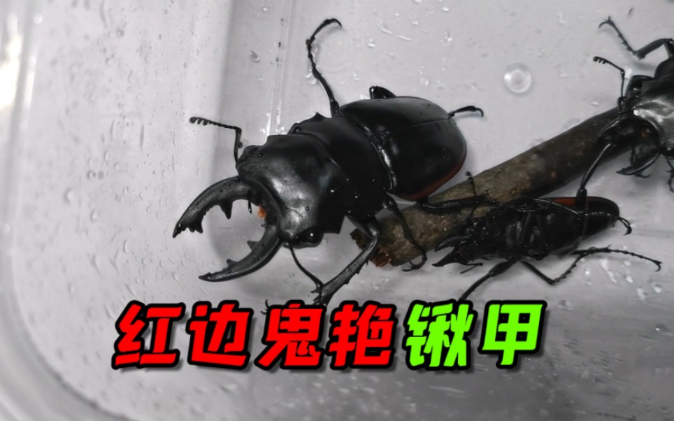 野采发现的红边鬼艳锹甲_哔哩哔哩_bilibili