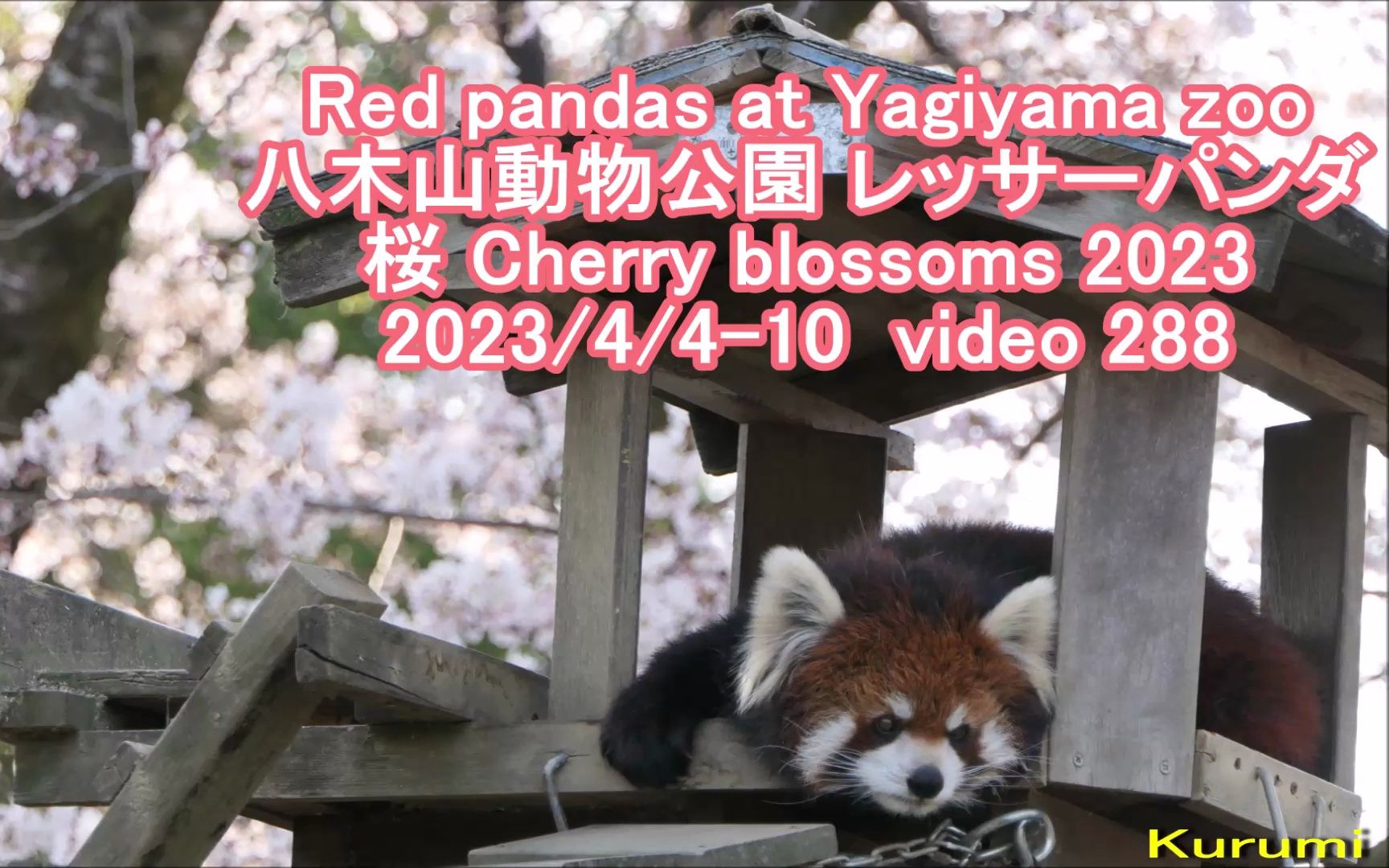 八木山动物园 樱花与小熊猫