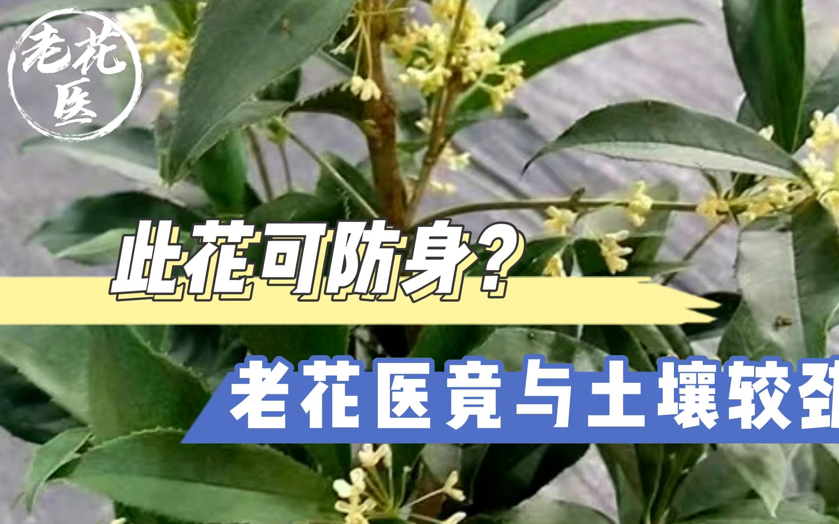 花友寄来佛顶珠,此花可防身?老花医竟与土壤较劲?哔哩哔哩bilibili