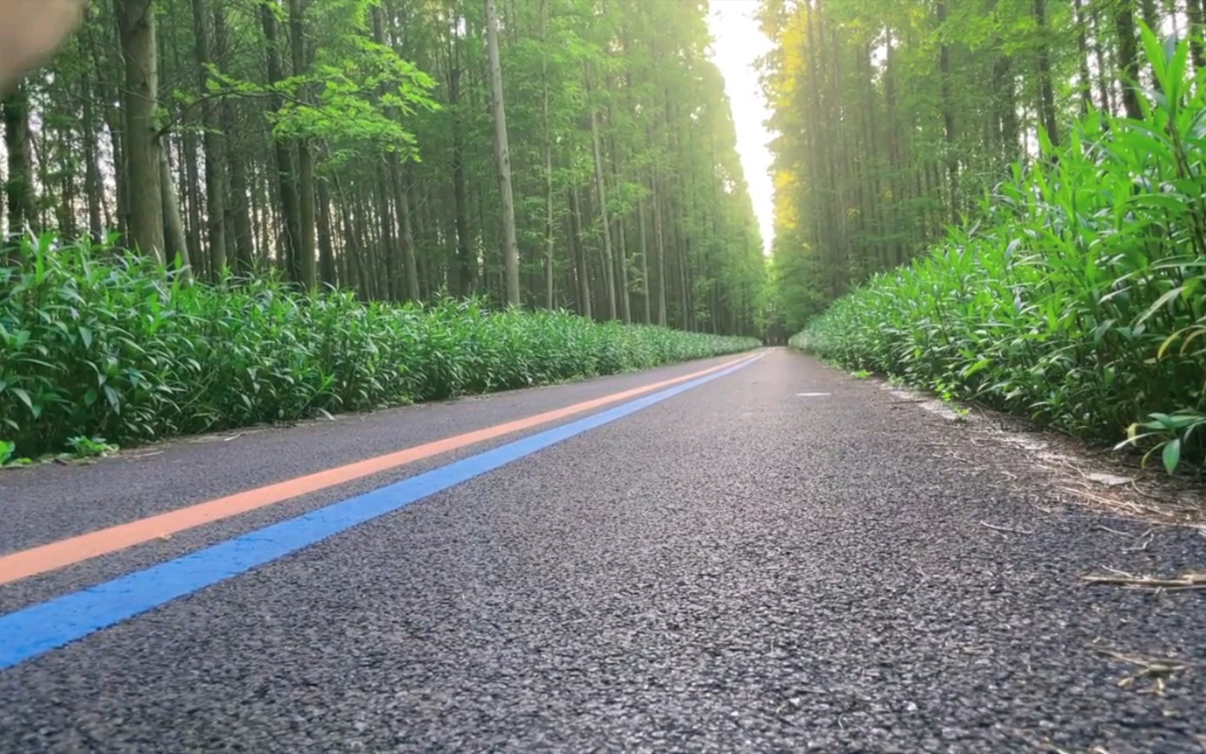 [图]绿色出行治愈系风景