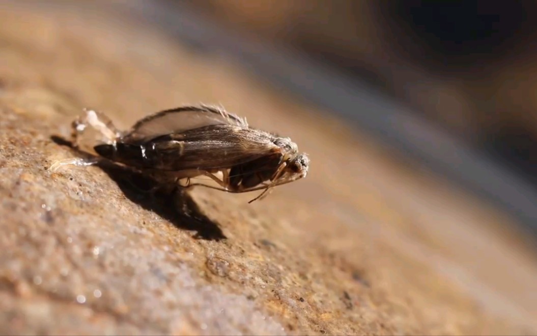 石蚕蛾羽化过程