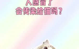 Descargar video: 人感冒了，会传染给猫吗？