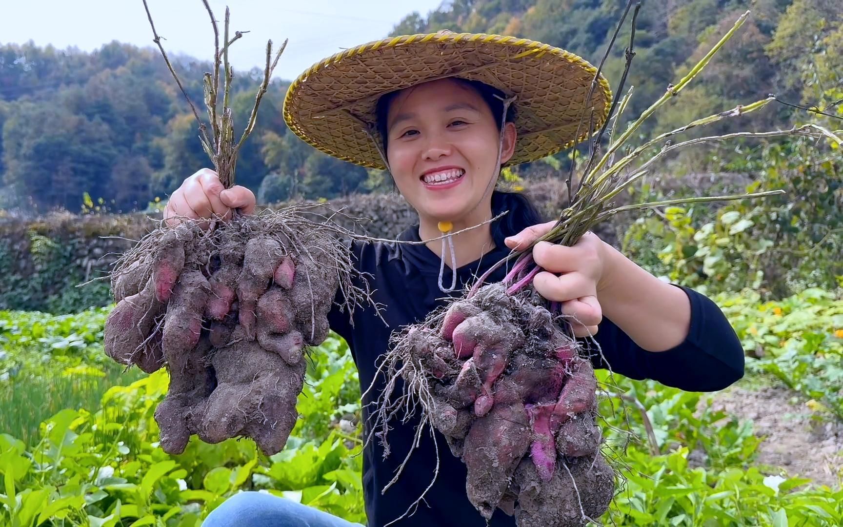 第一次种紫山药,小而多,炖汤口感一流哔哩哔哩bilibili