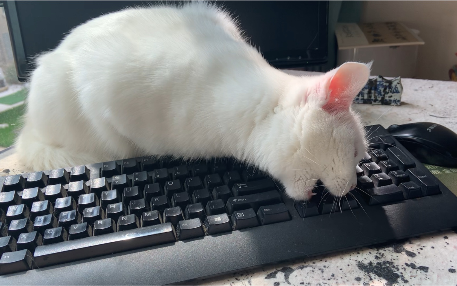 热爱键盘的小猫咪