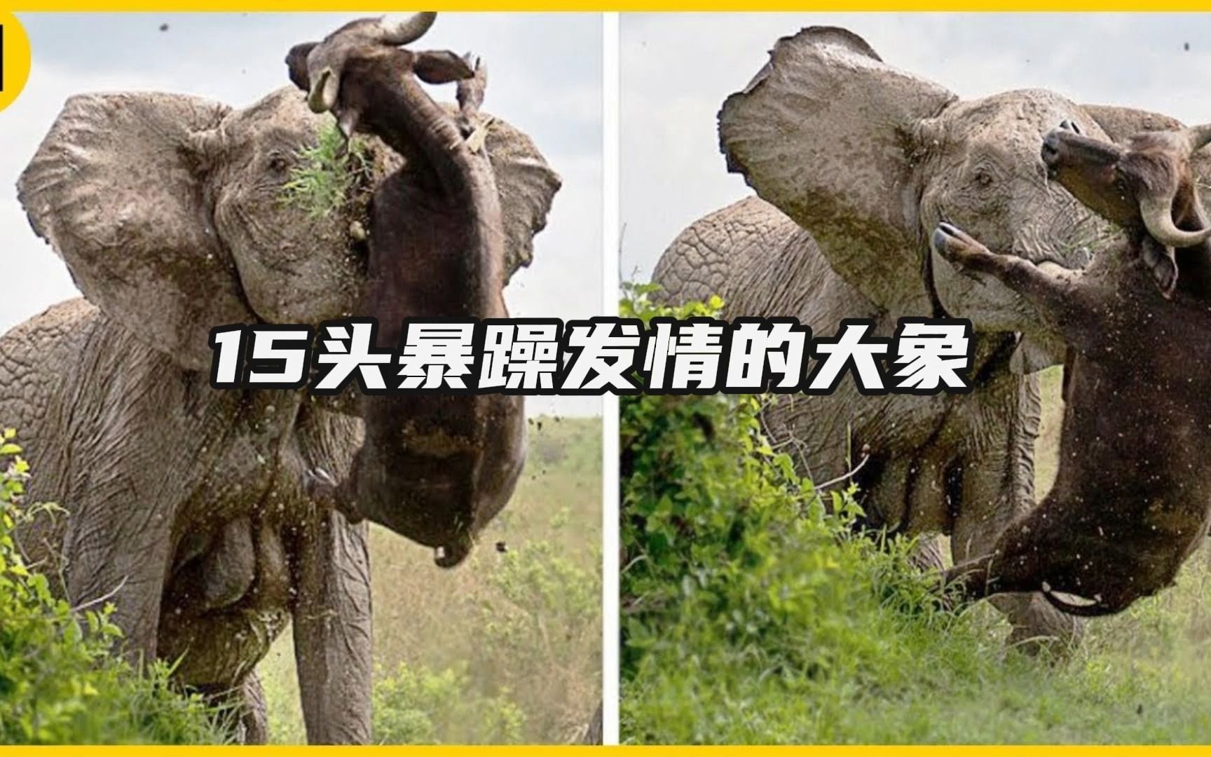 15头暴躁发情的大象