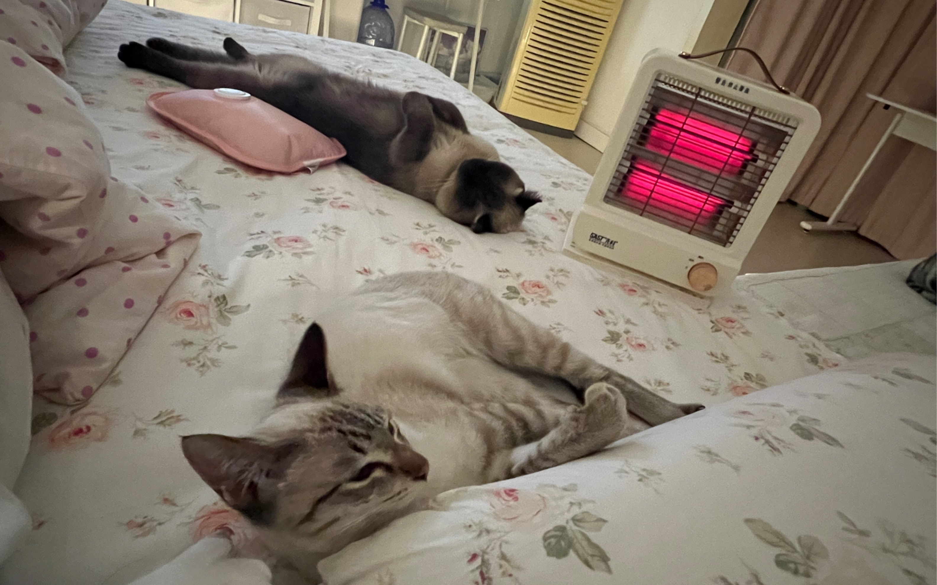 家里来了新室友啦,一只4个月的美短暹罗 我们的阿刁女王很是不喜欢