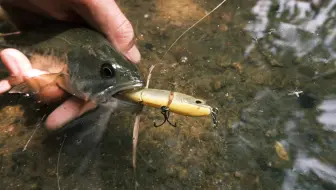 バス釣り 安いビッグベイト ルアー ジョイクロの偽物 をamazonで見つけたので比較 検証してみた結果 ダウズスイマー180sf 激安 Mal 哔哩哔哩 Bilibili