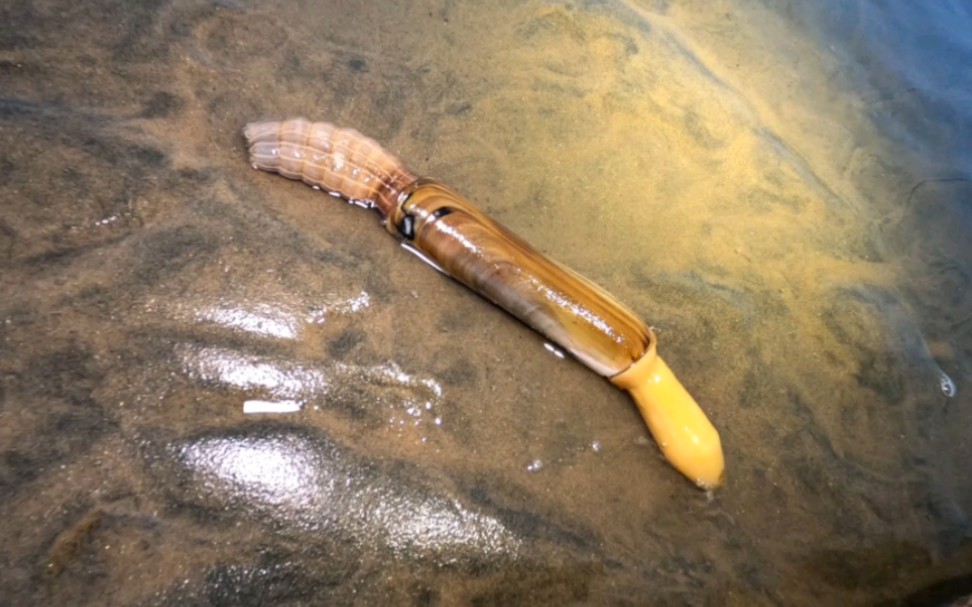 去海边赶海,沙滩里到处都是蛏子王.多的抓不过来了.太过瘾了.