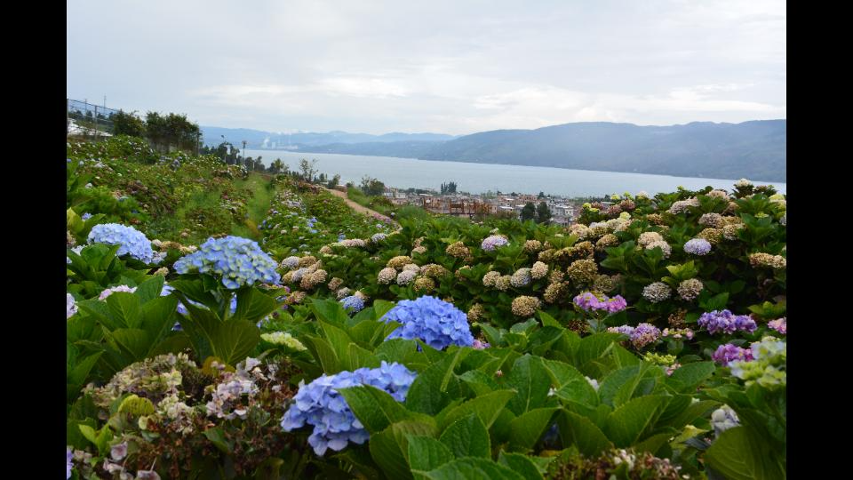 [图]#治愈向#漫步南国山花的绣球花海