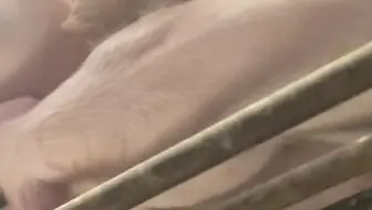 烟头烫猪屁股算不算虐待小动物