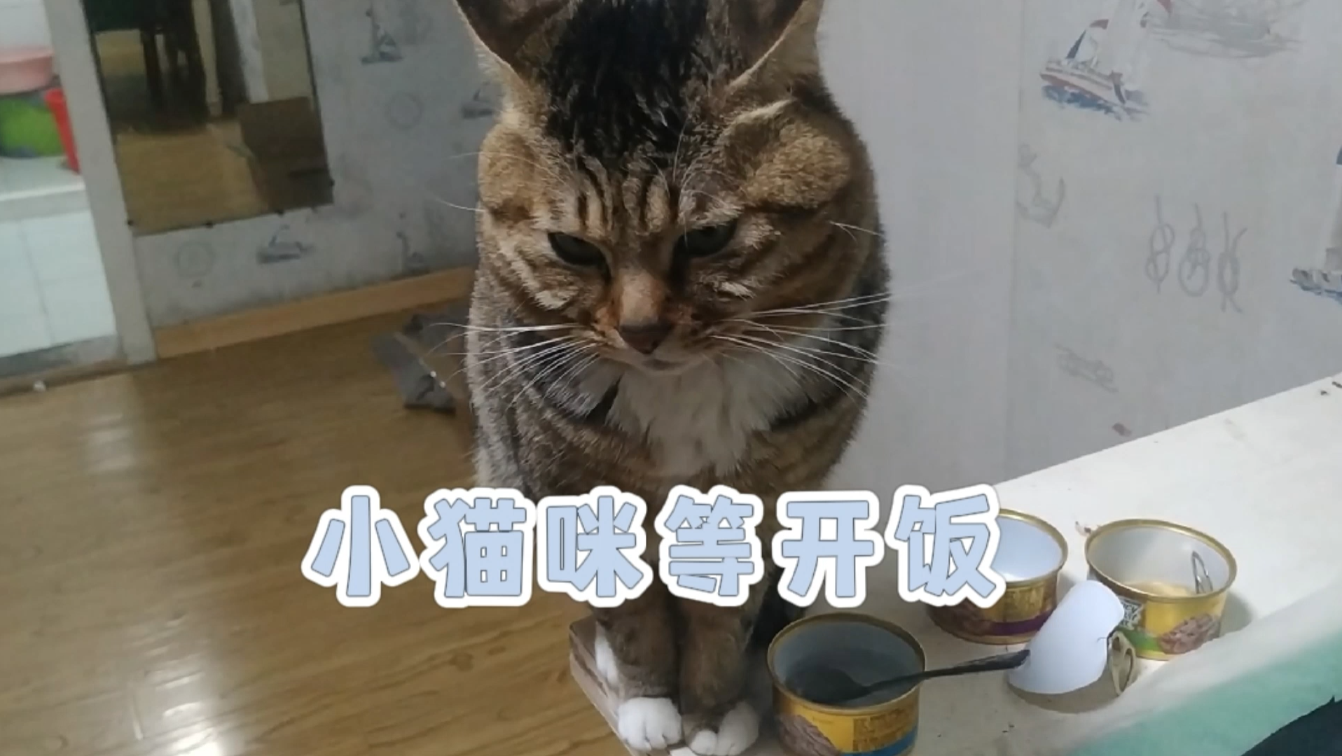 [图]养猫以后发现自己越来越黑心！猫猫却总爱粘着我，错在哪了？