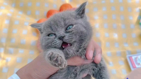 两个月英短蓝猫找家,已驱虫,一针疫苗去新家,支持上门看猫,济南历城区