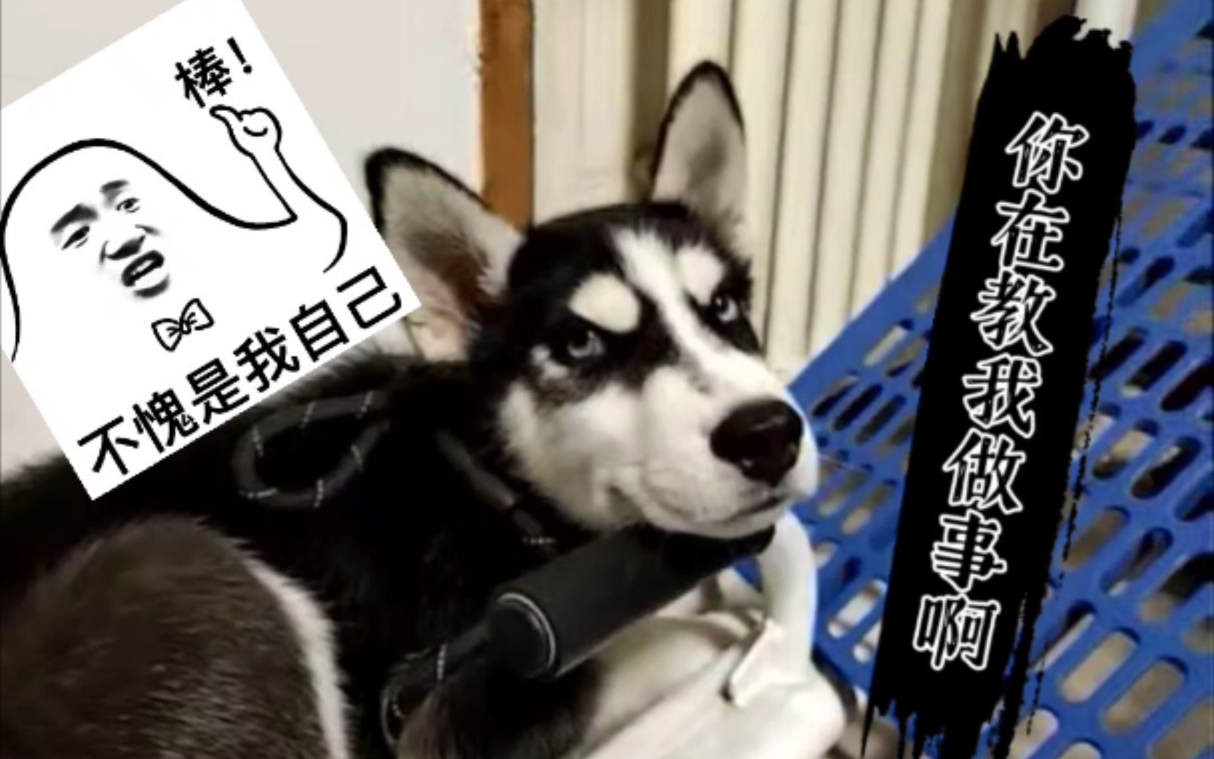 二哈:你在教我做事?