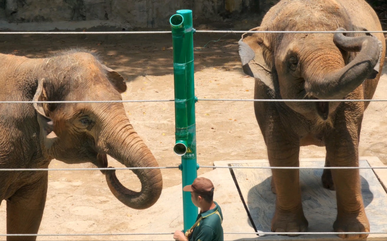 大象传奇.小猪又来考验主持人的临场发挥了