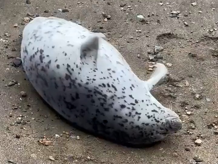 果冻海豹拍肚皮