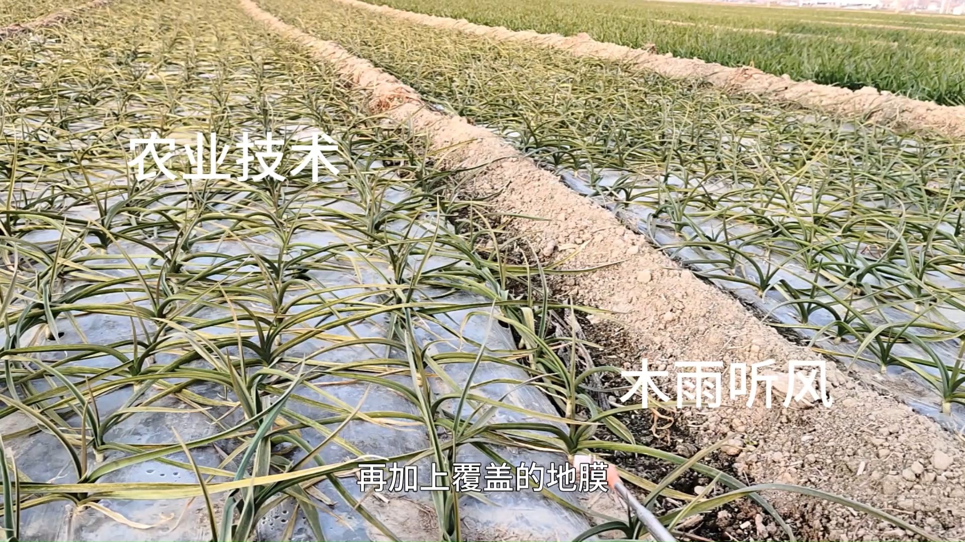 什么时候种植大蒜适合?哔哩哔哩bilibili