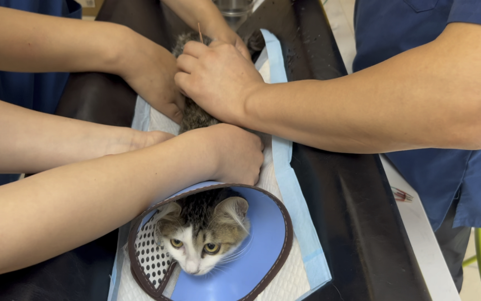 小猫咪五一"针灸"日记