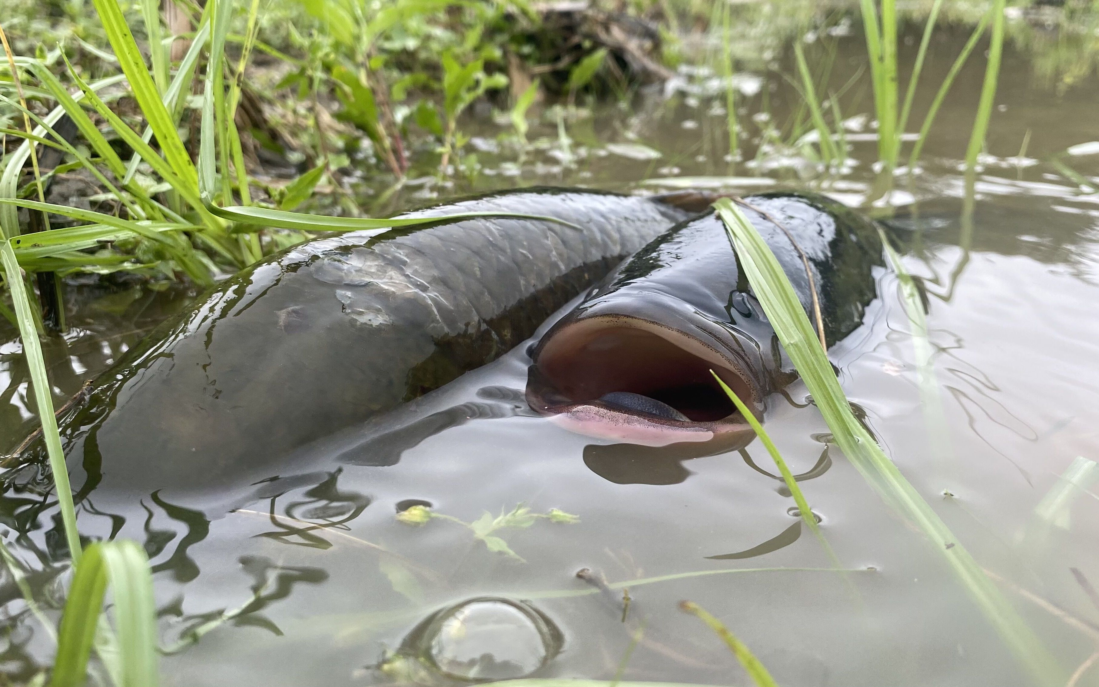 暴雨过后鱼被大水冲出,农田发现有动静,姑娘徒手抓得好过瘾
