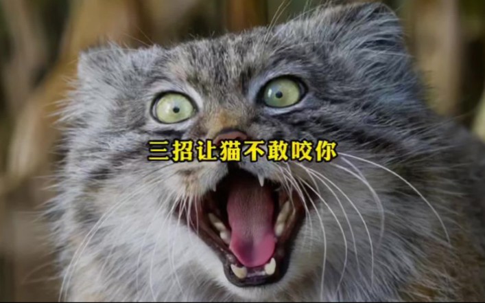 你有被猫咬过吗?#猫咪 #动物哔哩哔哩bilibili