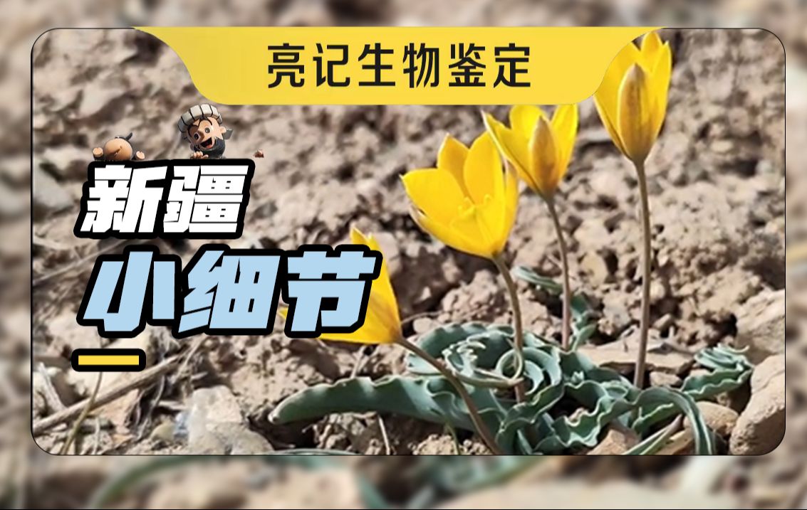 新疆真是有意思
