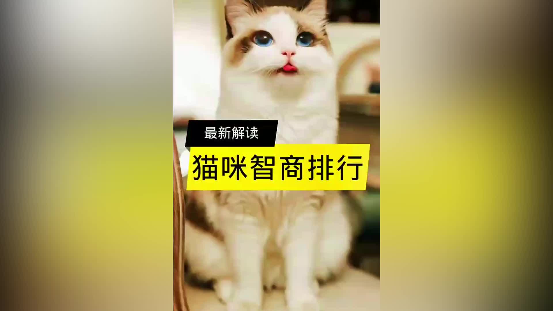 猫咪智商排行榜,哪种猫智商最高哔哩哔哩bilibili