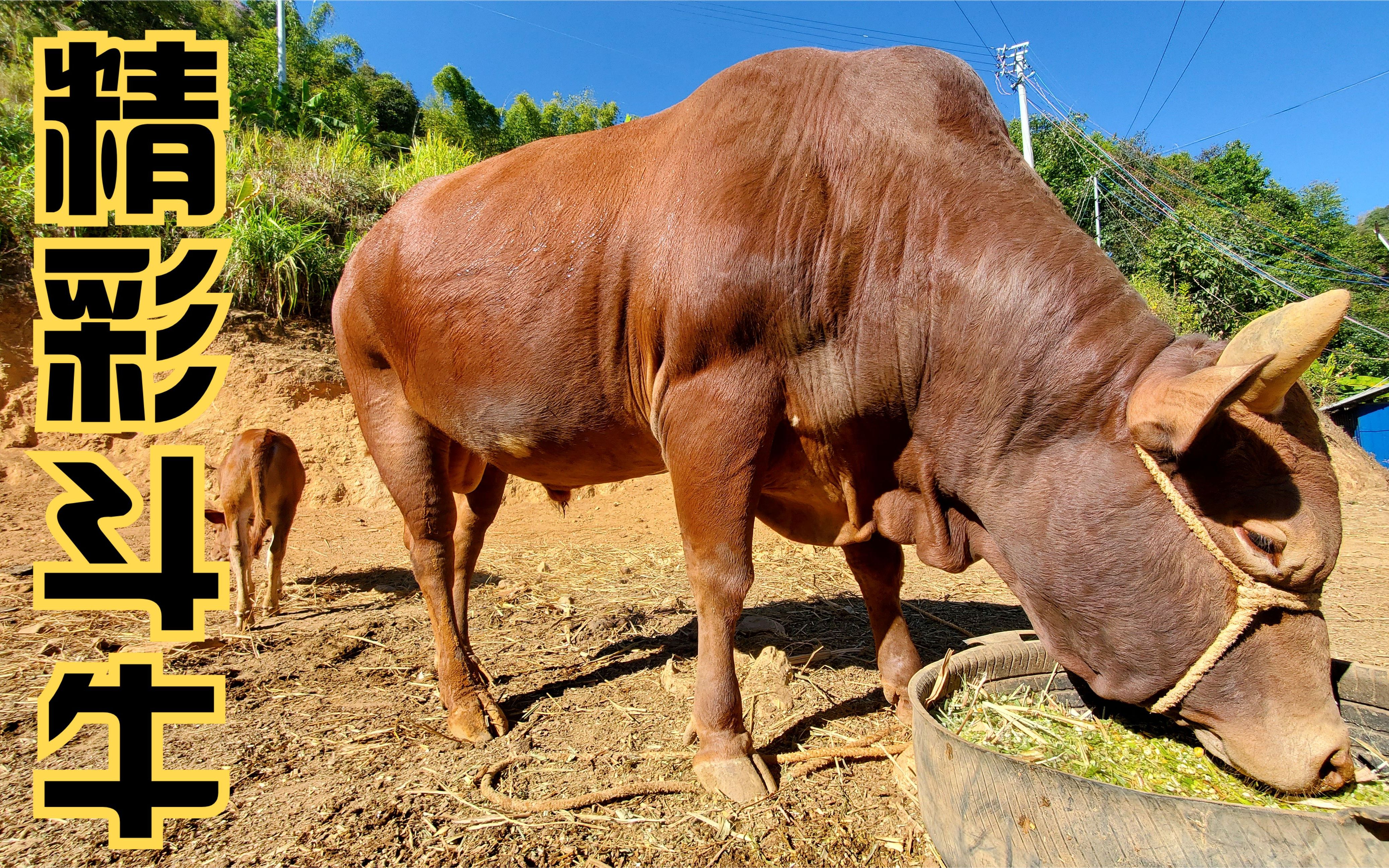 云南人民也爱斗牛,嫂嫂家的这头牛最近长壮了,今天放出来运动