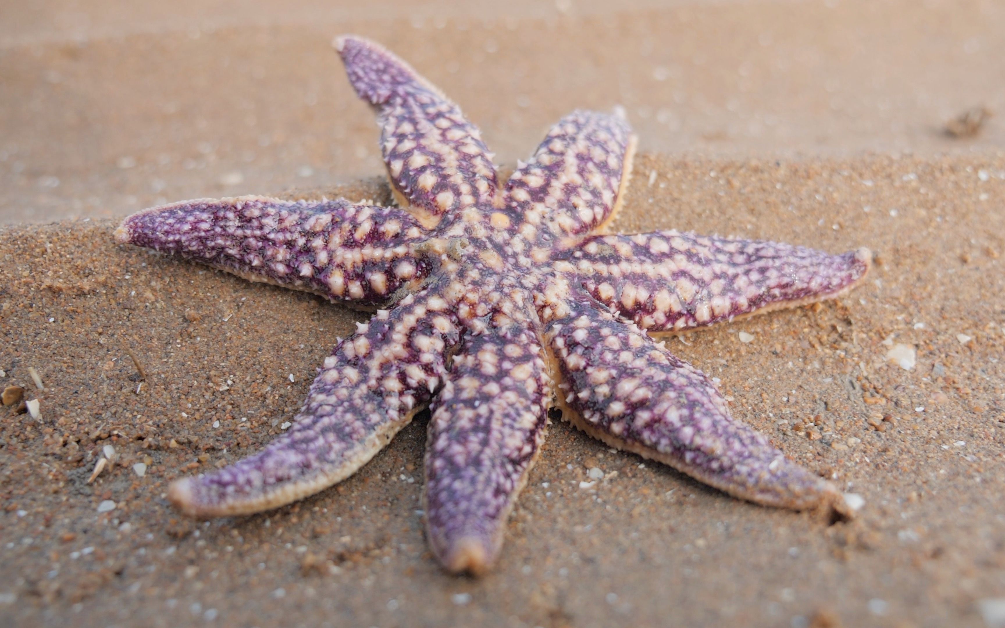 99.9%的海星都是五条腿,大梅赶海七角海星都出现了,是变异了吗