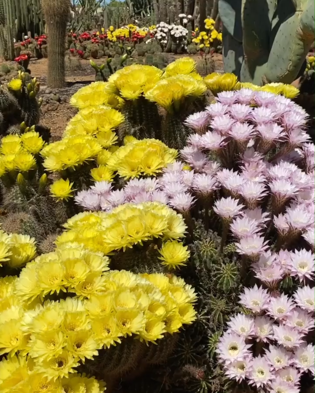 [图]【Instagram搬运】鲜花盛开的地方