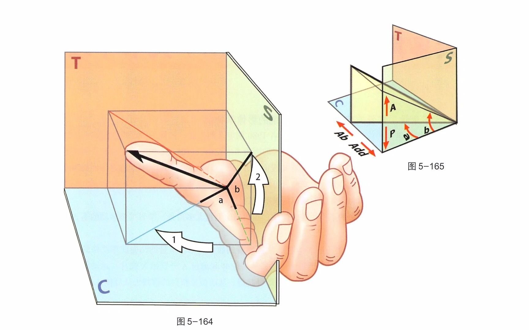 【骨关节功能解剖学】大多角骨掌骨关节⑧哔哩哔哩bilibili