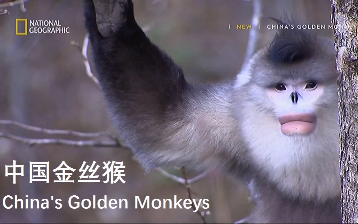 [图]【NGC 中字】金丝猴 China's Golden Monkeys