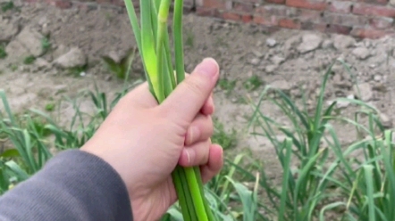 [图]作为一个南方人，现在才知道蒜苔真是长在蒜里面的，还去割蒜苔啦