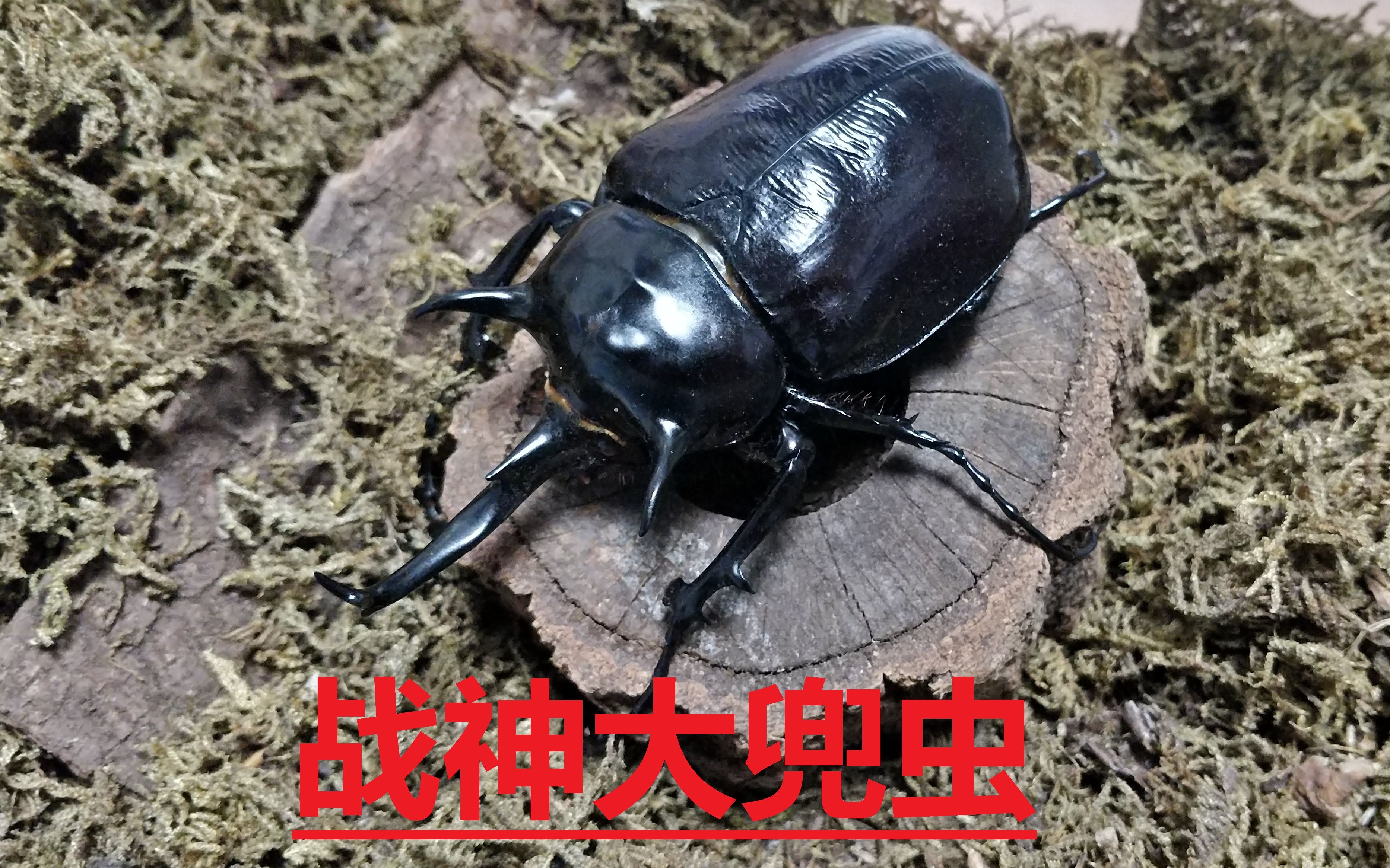 【甲虫品种介绍第7期】战神大兜虫!超壮观的大型兜虫~!哔哩哔哩bilibili