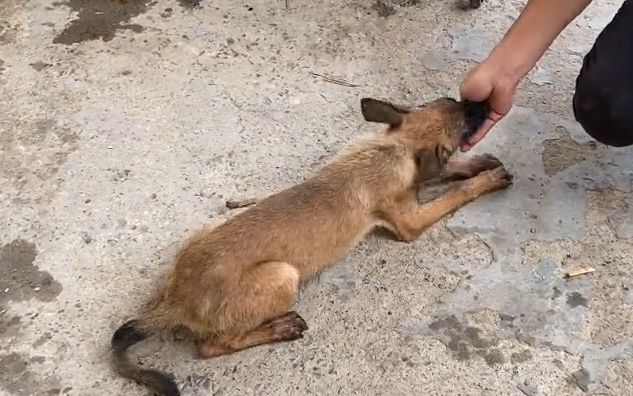 最好的马犬竟然咬人了,这兴奋度你们觉得怎么样