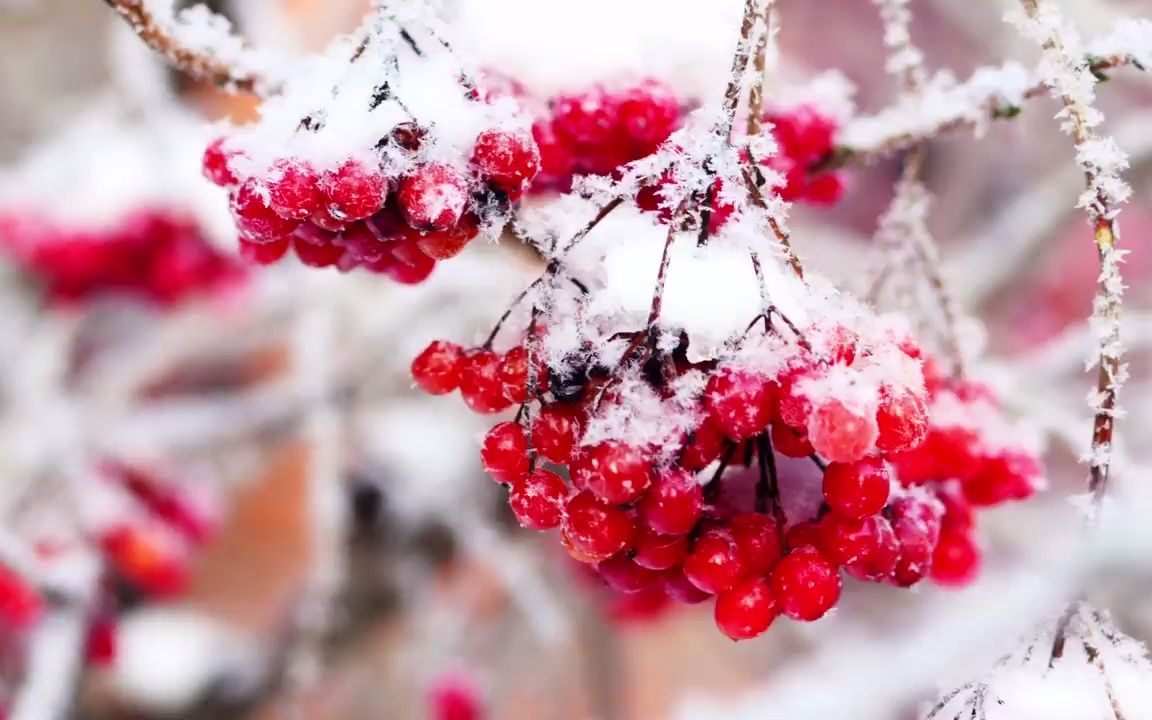 视频素材 ▏k377 4K画质优美宁静雪山雪峰雪白雪松冰凌雪花雪景雪树树枝挂满雪花冬天冬季诗朗诵童话世界幼儿园小学高中毕业晚会歌舞表演大屏幕LED舞...