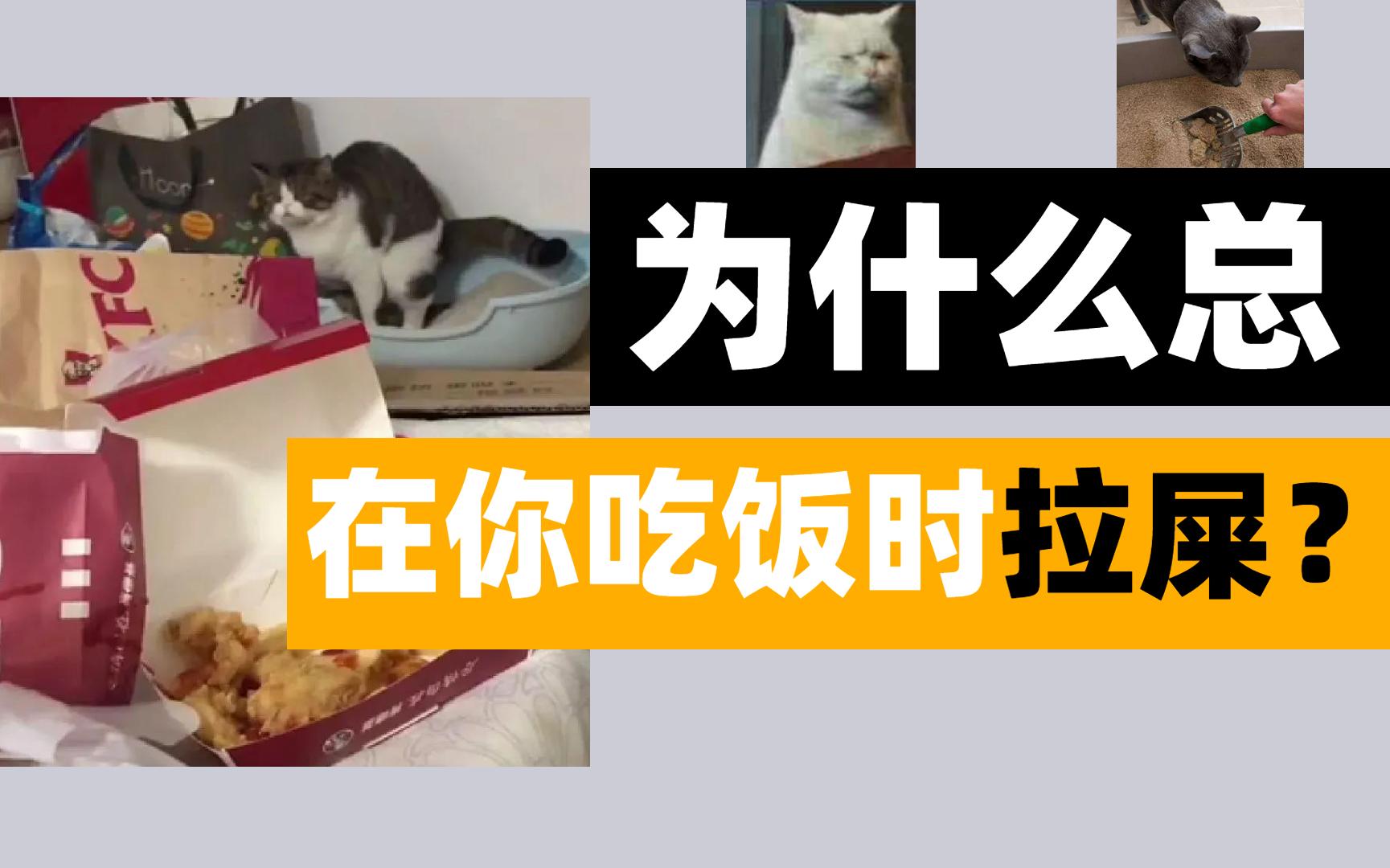 我八点吃饭,我家猫八点准时拉粑粑.非要给我留口热乎的吗哔哩哔哩bilibili