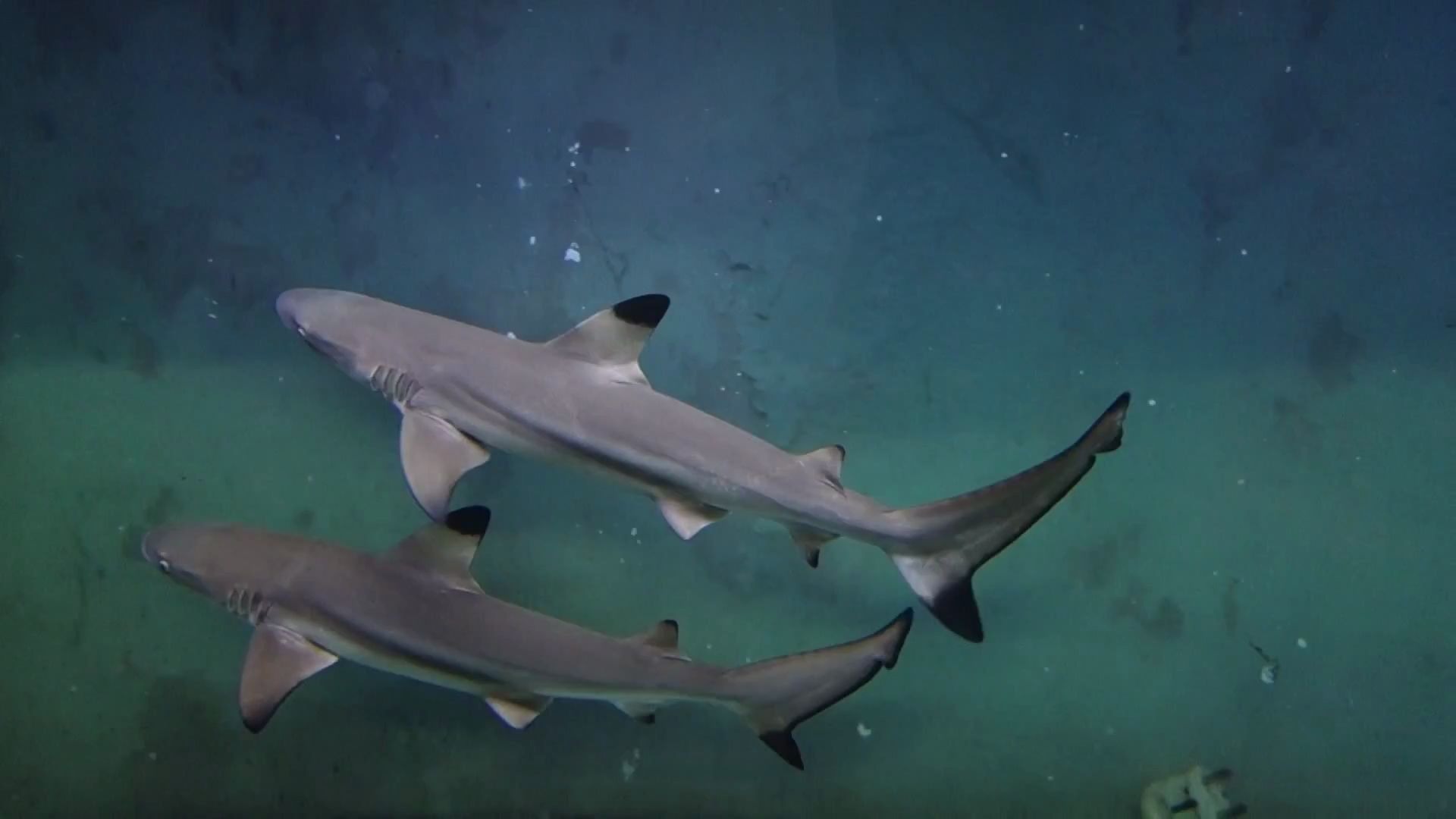 海缸鲨鱼混养一时爽一直养一直爽