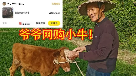 爷爷花2800买的牛，值吗？