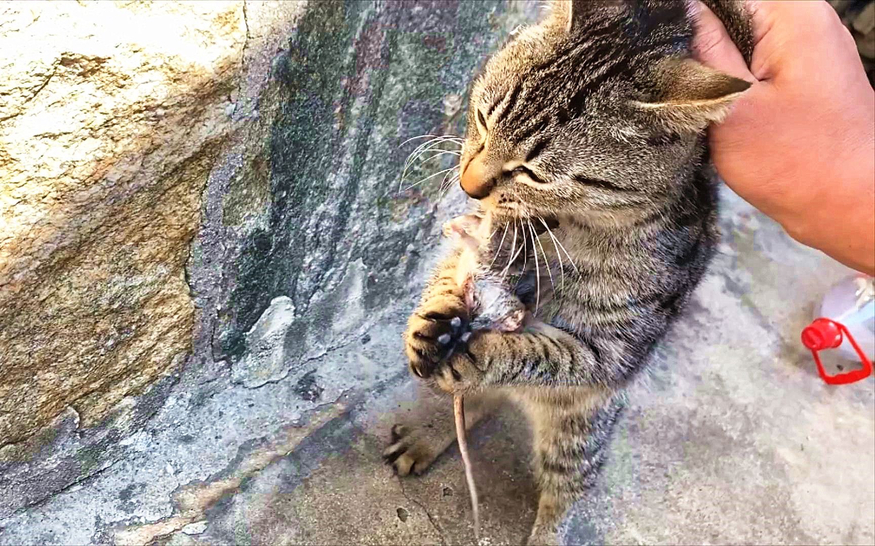 [图]狸花猫5秒吃掉一个老鼠头，“毙鼠山庄”名不虚传！