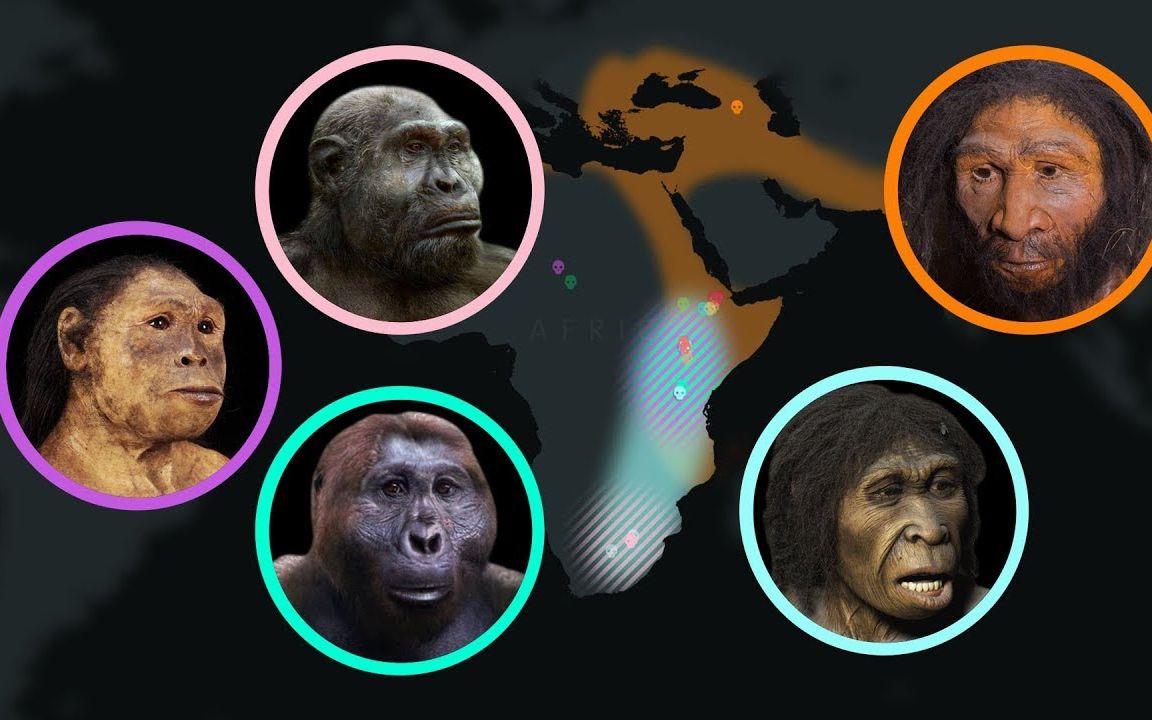 美国自然历史博物馆700万年人类进化演变史柚子木字幕组