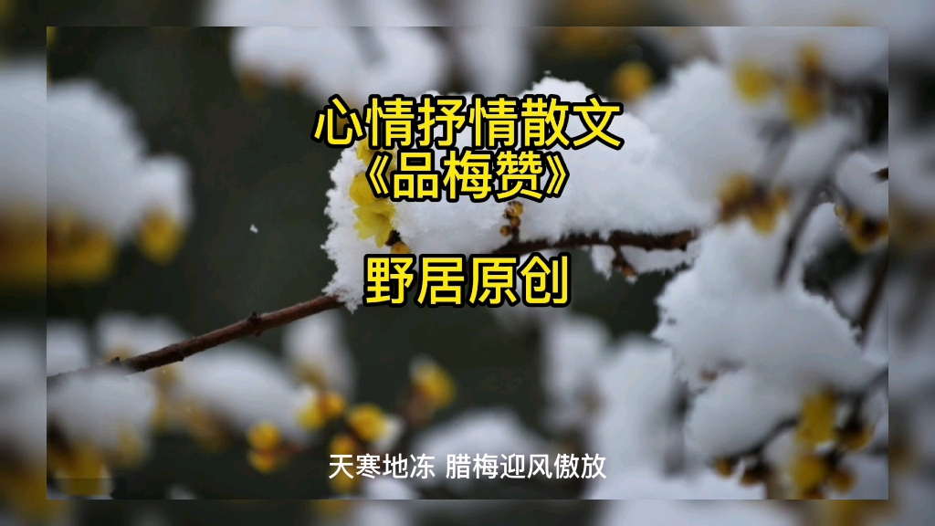 散文《品梅赞》视频制作合成哔哩哔哩bilibili