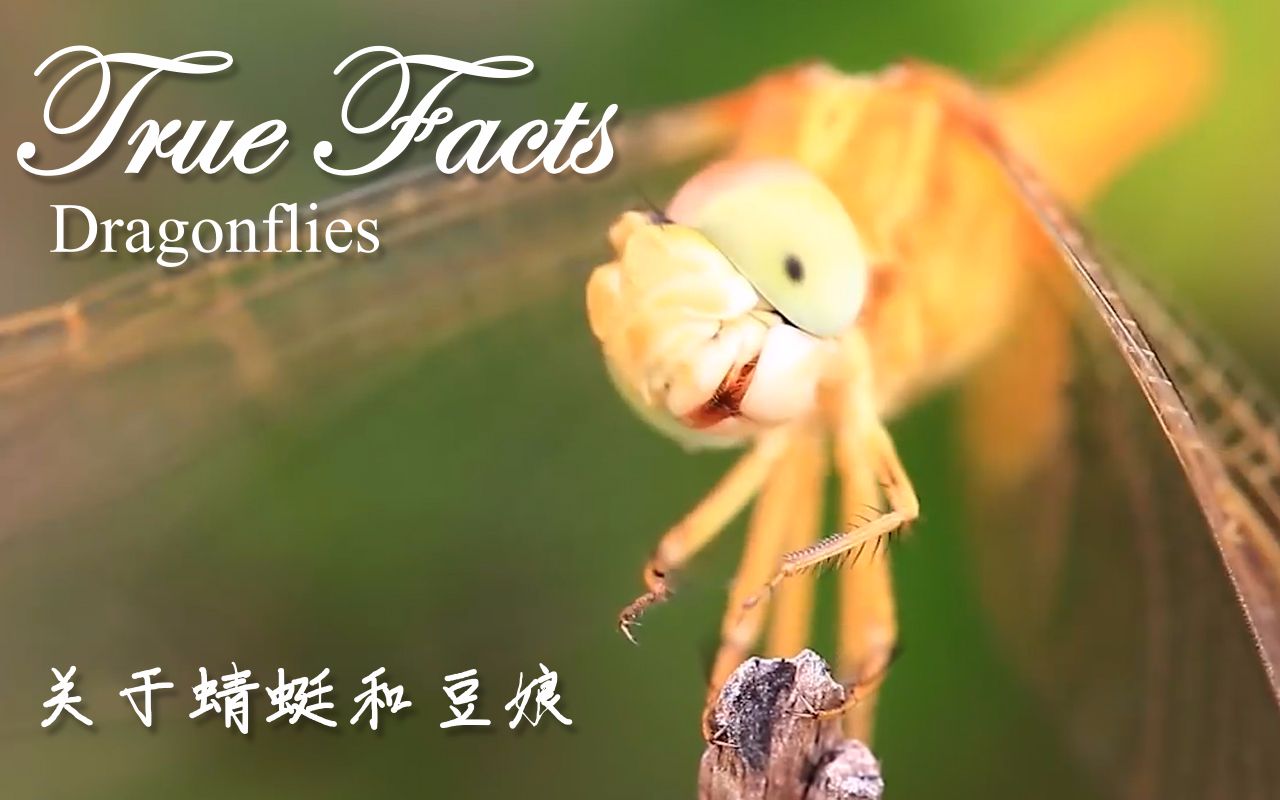 truefactsdragonflies有关蜻蜓目的真相