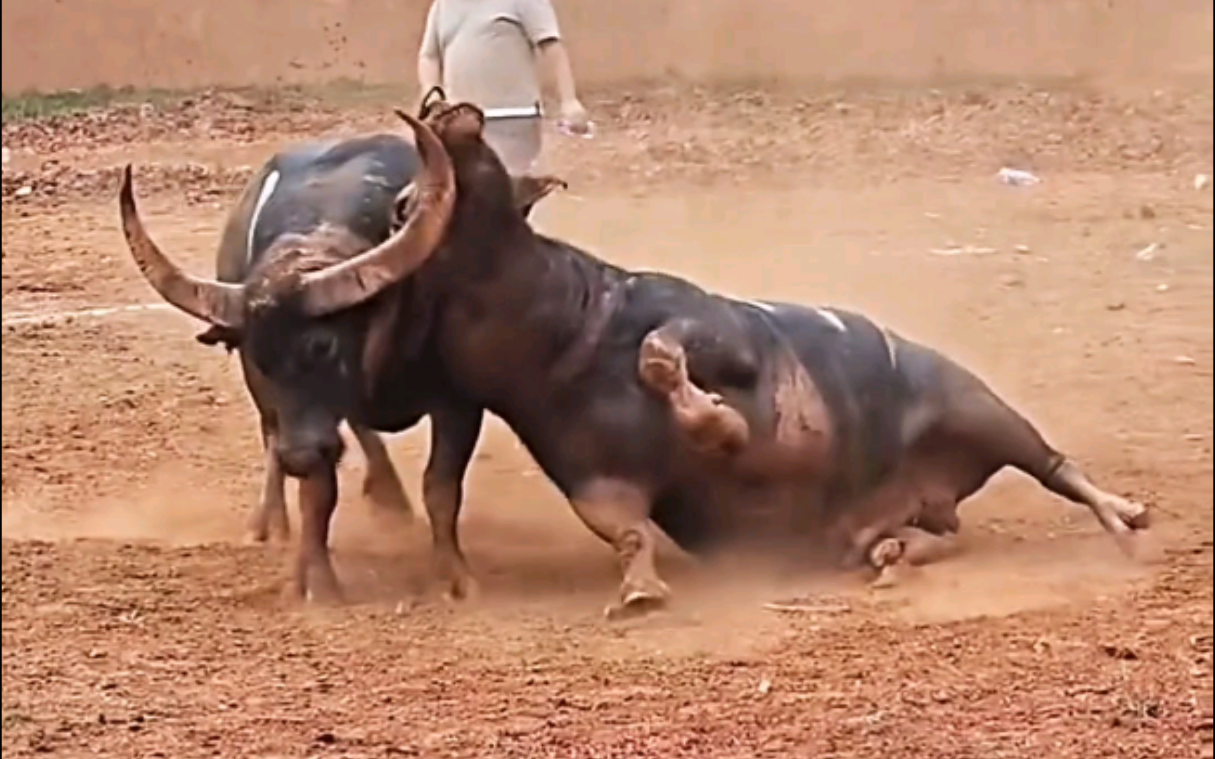 牛王争霸赛:大弯刀抠嘴,痛不欲生