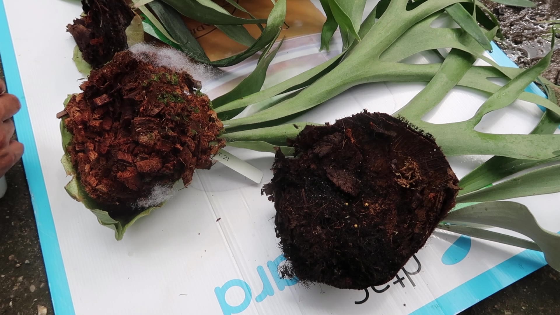 出口鹿角蕨,对根部喷灭虫药水