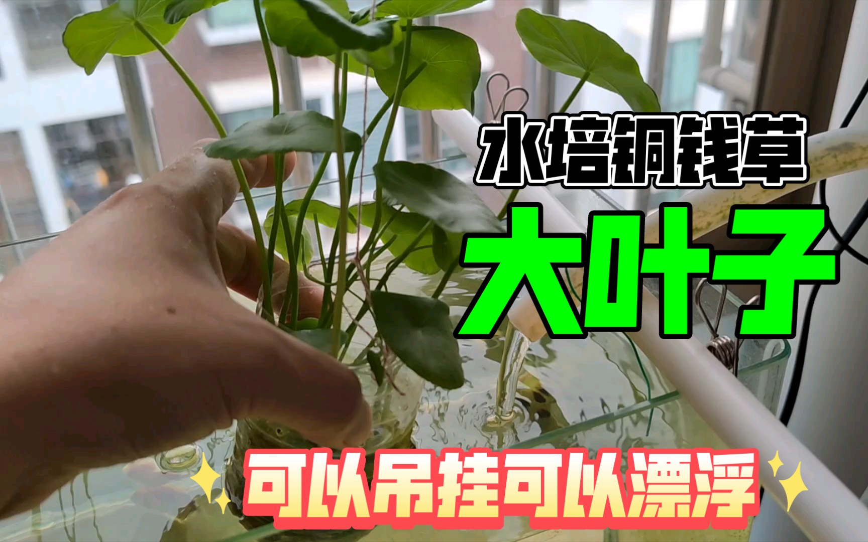 水培铜钱草吊挂鱼缸种植简单教程,给鱼缸增加一些绿色美景元素哔哩哔哩bilibili