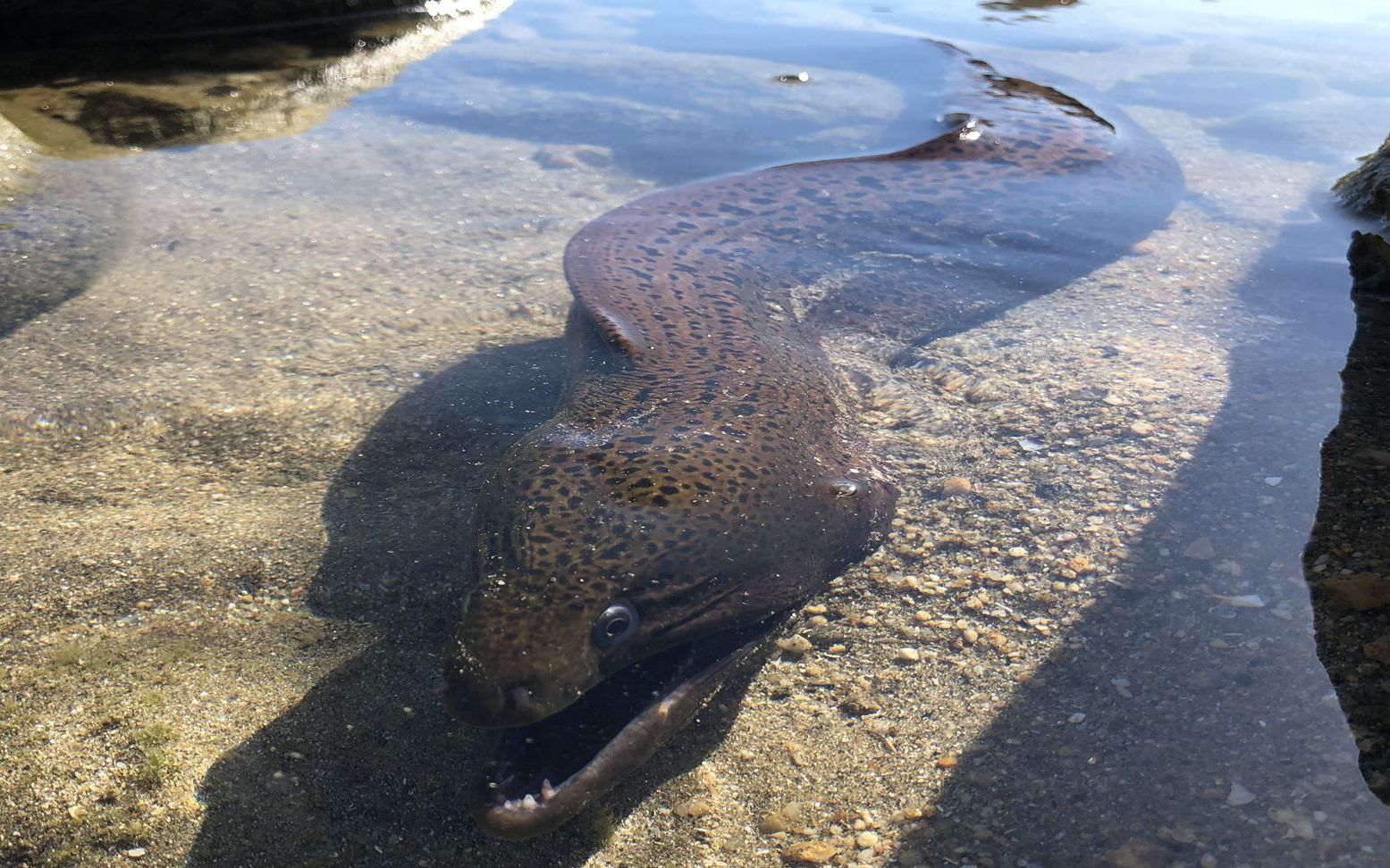 阿广赶海遇到"鳗鱼王",连大青蟹都来了,现场惊险又刺激