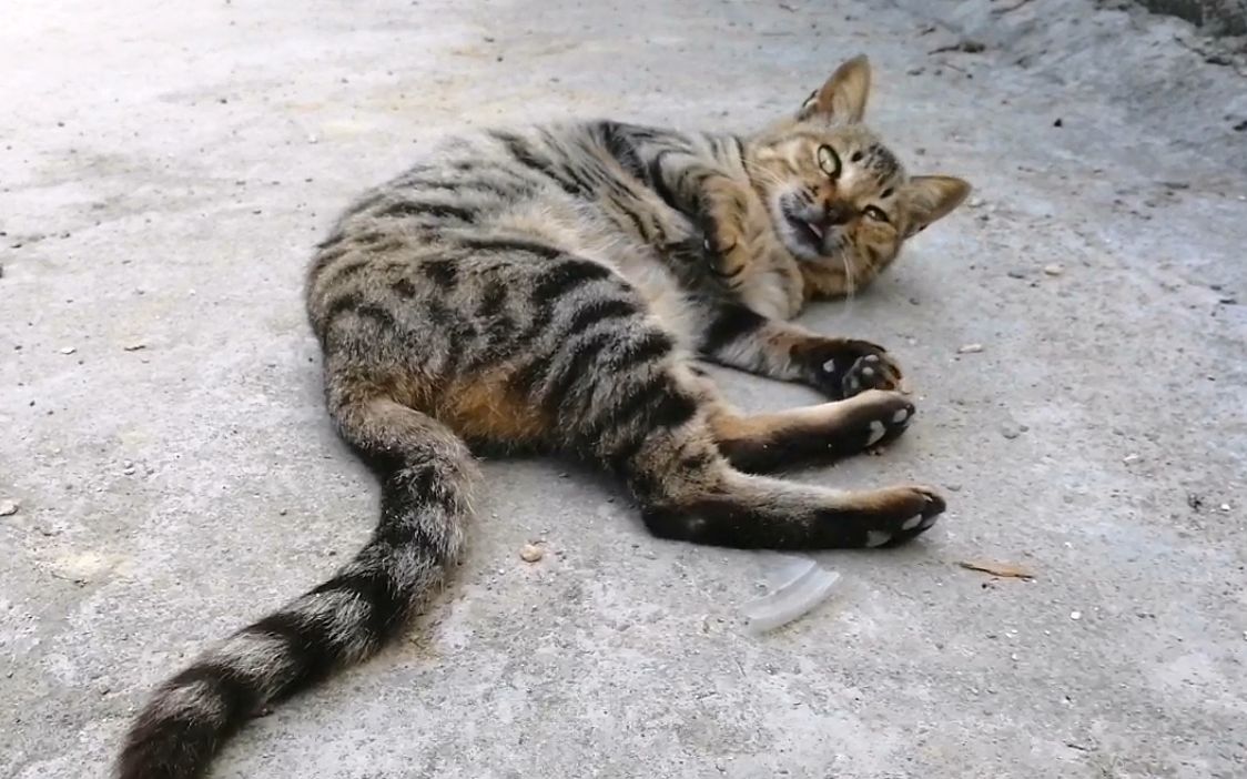 一只豹子花纹的狸花猫,长相凶第一次见面就可以撸,全程吐舌头卖萌哔哩哔哩bilibili